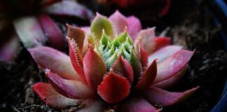 Jakiej grubości powinny być dobre panele winylowe?