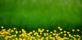 Jak widzi osoba chora na jaskrę?