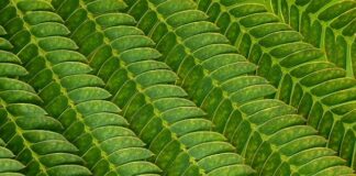 Jak oczyścić żyły w nogach?