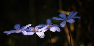 Jak oczyścić wątrobę i jelita?