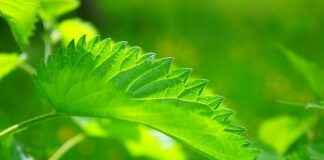 Czy pokrzywa usuwa nadmiar wody z organizmu?