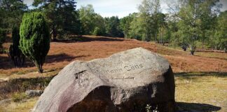 Jaka herbata oczyszcza żyły?