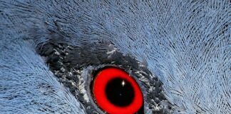 Czego nie wolno kibicom w Katarze?