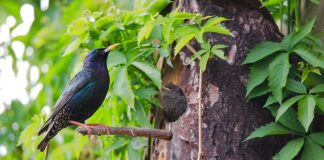 Jaki jest najsilniejszy lek nasenny?