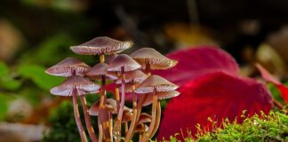 Jak nie mieć grzyba w domu?