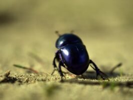 Jak szybko pozbyć się zapalenia spojówek?