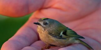 Jak wzmocnić osłabiony organizm po operacji?