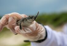 Ile kosztuje odbudowa zęba jedynki?