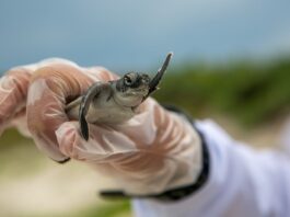 Ile kosztuje odbudowa zęba jedynki?