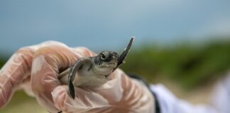 Ile kosztuje odbudowa zęba jedynki?