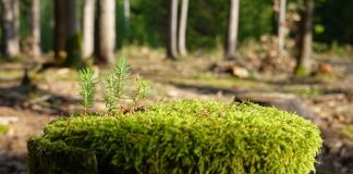 Jak zregenerować siatkówkę oka?