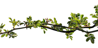 Dlaczego mam zatkany nos a nie mam kataru?