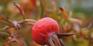 Gdzie studiować zielarstwo?