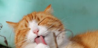 Co zrobić zęby mieć ładne zęby?