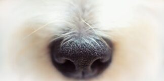 Jak odetkać nos na noc?