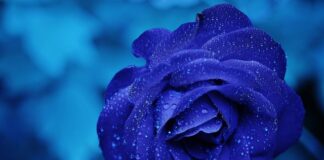 Jakie krople do oczu z antybiotykiem bez recepty?