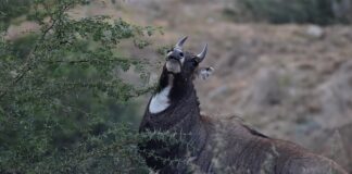 Jak długo boli twarz po niciach?