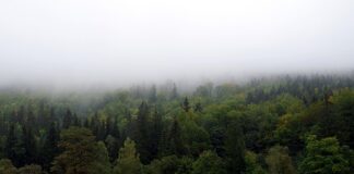 Jak zasłonić brak zęba?