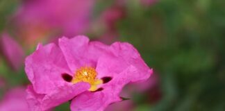 Jak czystek oczyszcza organizm?