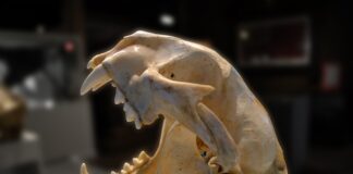 Jaka maść po zdjęciu szwów?