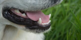 Czy w crocsach poci się noga?