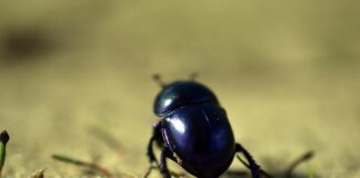 Czego nie wolno robić przy zapaleniu spojówek?