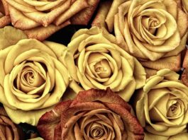 Czym się różni płyn micelarny od płynu do demakijażu?