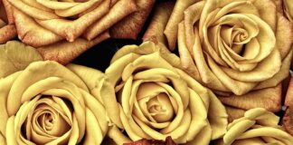 Czym się różni płyn micelarny od płynu do demakijażu?