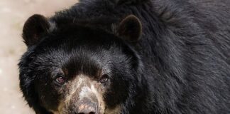 Czy to normalne że w okularach do dali nie widzę z bliska?