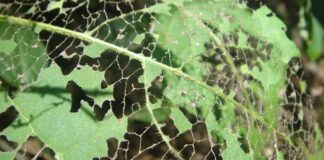 Jak zdiagnozować nieszczelne jelita?