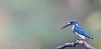 Czego brakuje w organizmie gdy bolą stawy?