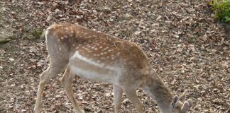 Czy można moczyć szwy?