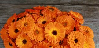 W jakich owocach jest luteina?