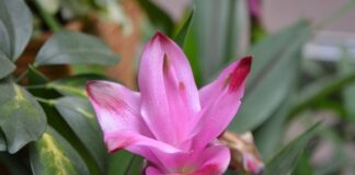 Z jakimi lekami nie można łączyć kurkumy?