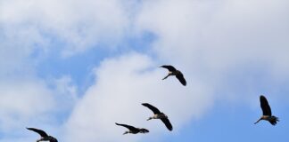 Gdzie gromadzą się toksyny w organizmie?