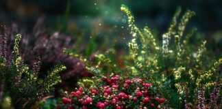 Czy żurawina jest dobra na nietrzymanie moczu?